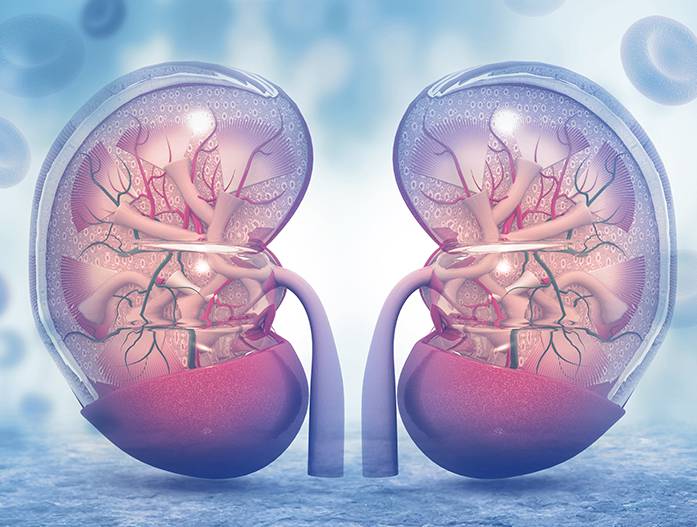 Kidney Conditions, Treatment, & Procedures